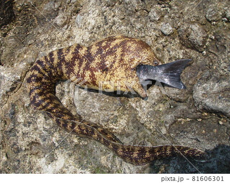 メジナを丸のみにしようとしている海のギャング「ウツボ」 81606301