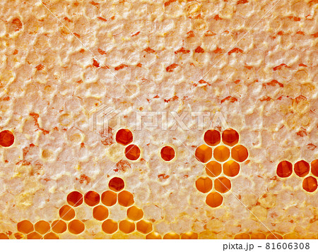 fresh honey combs fresh honey combs 81606308