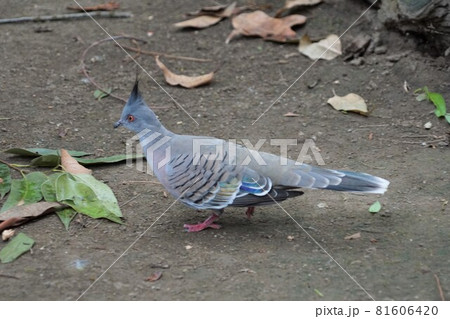 レンジャクバト レンジャクバト 81606420