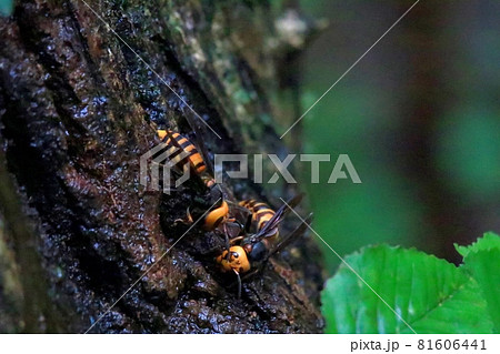 オオスズメバチ 81606441