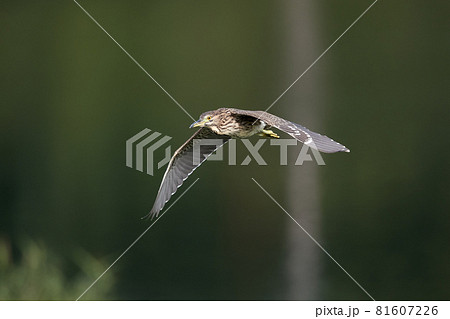 飛翔するホシゴイ／ゴイサギの幼鳥のアップ 81607226