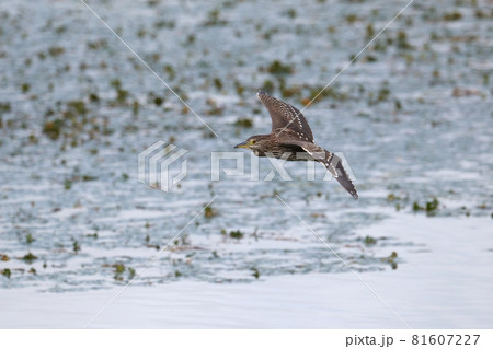飛翔するホシゴイ／ゴイサギの幼鳥（正面アングル） 81607227