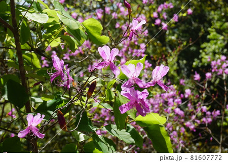 春の日を浴びて輝くミツバツツジの花 81607772