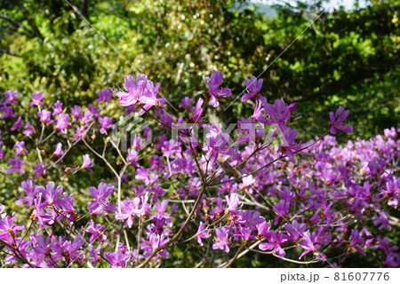 木漏れ日に輝くミツバツツジの花 81607776