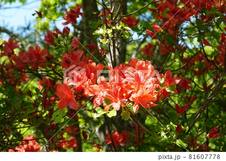 春の日を浴びて朱色に輝くヤマツツジの花 春の日を浴びて朱色に輝くヤマツツジの花 81607778