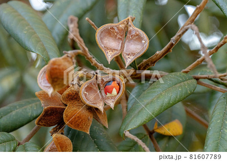 Ormosia tree with red seeds Ormosia tree with red seeds 81607789