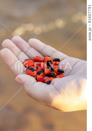 Ormosia red seeds 81607791