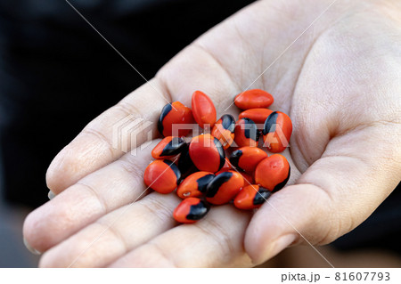 Ormosia red seeds 81607793