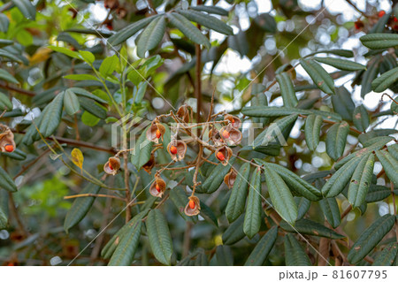 Ormosia tree with red seeds 81607795
