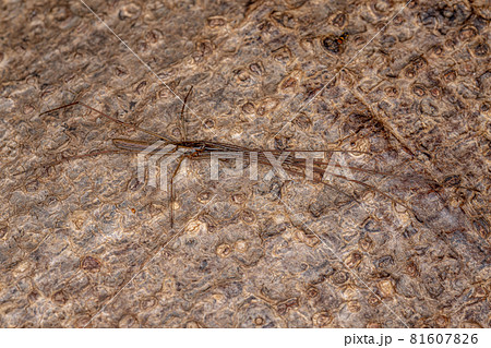 Long-jawed Orbweaver Spider Long-jawed Orbweaver Spider 81607826