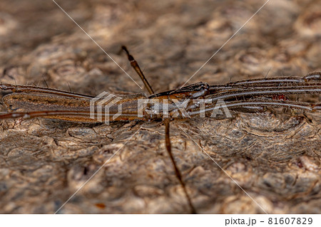 Long-jawed Orbweaver Spider 81607829