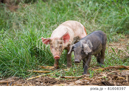 Drove of pigs on a pasture. Litter of piglets in a field Drove of pigs on a pasture. Litter of piglets in a field 81608397