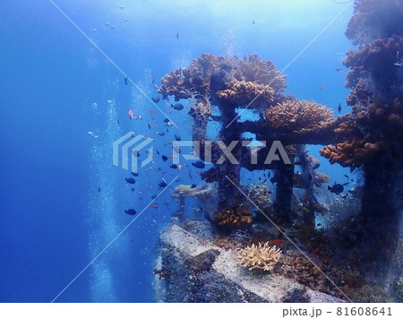 魚礁ニライ15号 水中写真 魚礁ニライ15号 水中写真 81608641