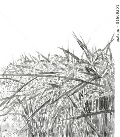 実りを迎えた秋の稲穂 風景画 モノトーン【水墨画風水彩画】白