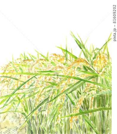 実りを迎えた秋の稲穂 風景画 手描き水彩画 白バック コピースペースありのイラスト素材