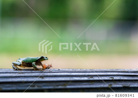 驚いて毛虫を吐き出す緑色の小さいカエルの写真素材 驚いて毛虫を吐き出す緑色の小さいカエルの写真素材