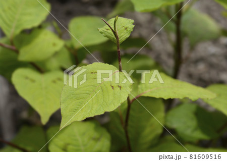 Japanese knotweed 81609516