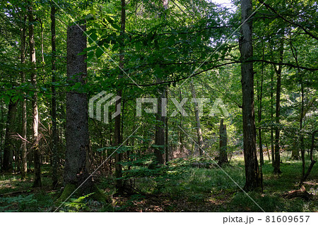 Summertime deciduous forest wit dead spruce trees 81609657