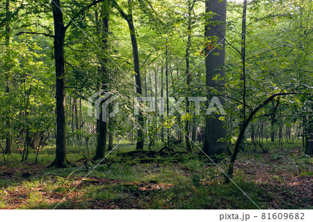 Natural deciduous stand in summer mist 81609682