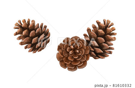 松ぼっくりの手描きイラストのイラスト素材 松ぼっくりの手描きイラストのイラスト素材