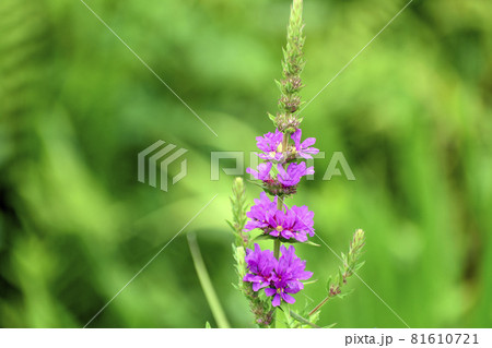 ミソハギの花 81610721