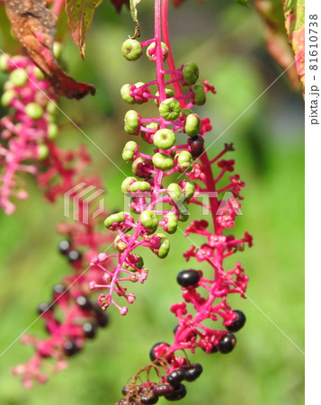 ヨウシャヤマゴボウの実 81610738