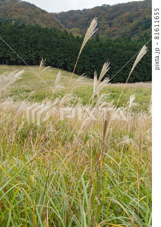 仙石原ススキ草原(神奈川県箱根町) 仙石原ススキ草原(神奈川県箱根町) 81611655