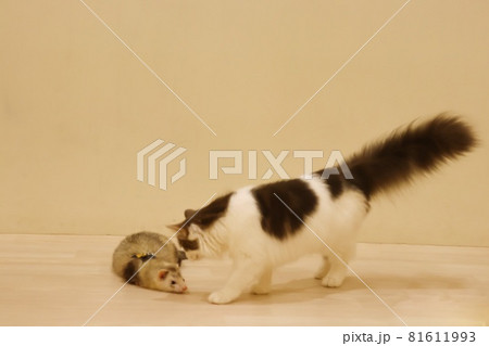 戯れる猫とフェレット 戯れる猫とフェレット 81611993