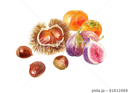 秋のフルーツの集合。栗、柿、イチジクの水彩イラスト。レイアウト変更可能（ベクターデータ）。 81612068