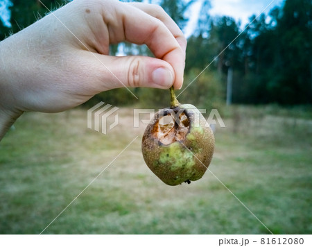 spoiled pear in hand. insects parasites have eaten the fruit harvest spoiled pear in hand. insects parasites have eaten the fruit harvest 81612080