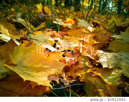 beautiful autumn background. fallen yellow maple leaves lie on the ground in sunlight like a carpet close-up beautiful autumn background. fallen yellow maple leaves lie on the ground in sunlight like a carpet close-up 81612081