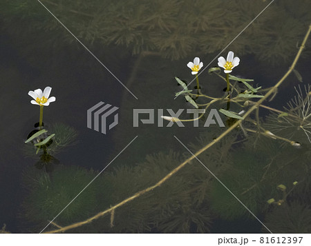 池の中に咲くハゴロモモ 81612397