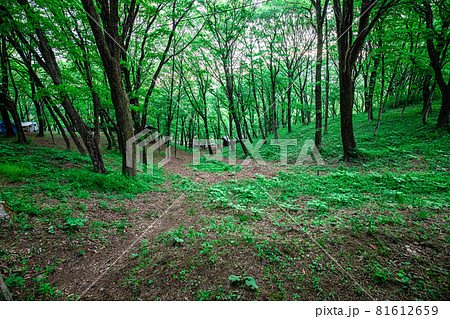 群馬県高山村　みどりの村キャンプ場の林間フリーサイト 81612659