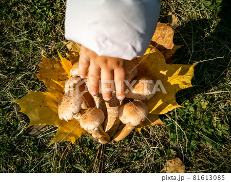 faceless baby hand touch honey mushrooms in the autumn forest. close-up. beautiful edible mushrooms on yellow leaves 81613085