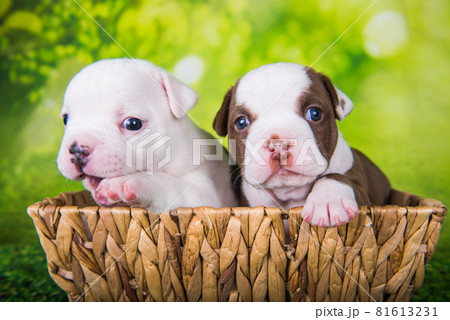 Two funny American Bullies puppies on green background 81613231