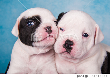 Two funny American Bullies puppies on blue jeans background Two funny American Bullies puppies on blue jeans background 81613233