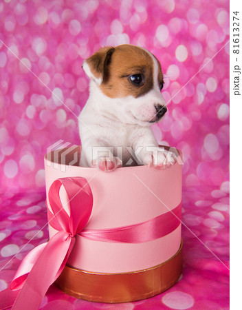 Cute jack russel terrier puppy in a pink present box Cute jack russel terrier puppy in a pink present box 81613274