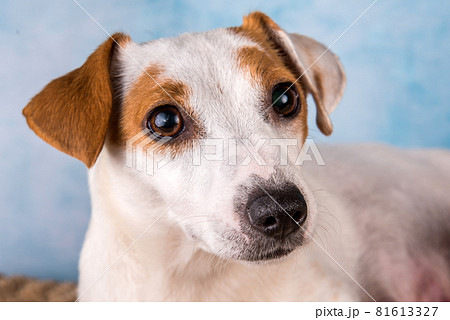 Jack russell terrier female close up portrait 81613327