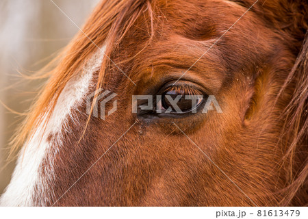 Profile Close up eye of the brown horse outside Profile Close up eye of the brown horse outside 81613479