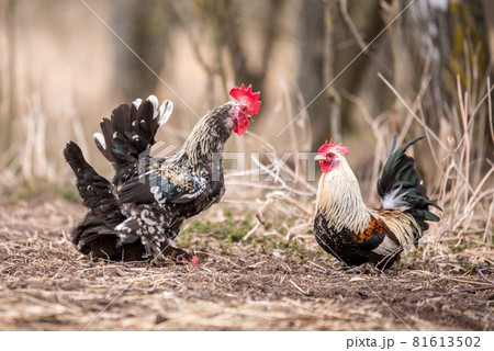 Rooster and a chicken mating in the hayloft. 81613502