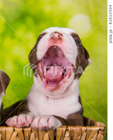 Funny American Bullies puppy is yawning on basket Funny American Bullies puppy is yawning on basket 81613504