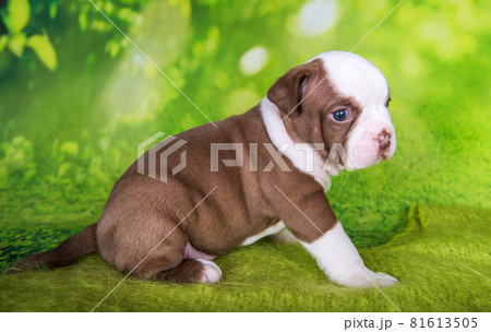 Funny American Bullies puppy on green background 81613505