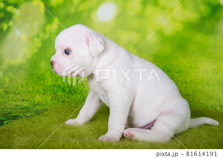 White American Bullies puppy on green background 81614191