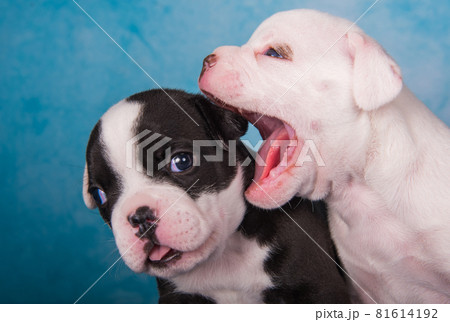 Two funny American Bullies puppies on blue jeans background Two funny American Bullies puppies on blue jeans background 81614192