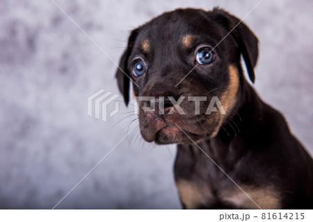 Louisiana Catahoula Leopard Dog puppy close up portrait Louisiana Catahoula Leopard Dog puppy close up portrait 81614215