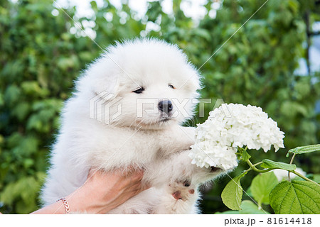 Female hands holding white fluffy Samoyed puppy Female hands holding white fluffy Samoyed puppy 81614418