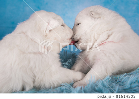 Two small one month old cute white Samoyed puppies dogs Two small one month old cute white Samoyed puppies dogs 81614505