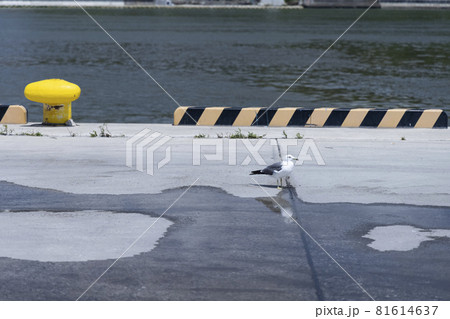 東北 日本の観光地 気仙沼漁港 漁港の海鳥 ウミネコ カモメ 一匹 東北 日本の観光地 気仙沼漁港 漁港の海鳥 ウミネコ カモメ 一匹 81614637