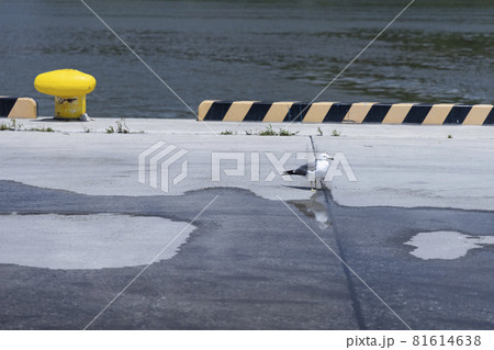 東北　日本の観光地　気仙沼漁港　漁港の海鳥　ウミネコ　カモメ　一匹 81614638