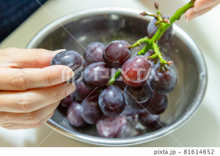 ボールに入った巨峰を食べる女性 ボールに入った巨峰を食べる女性 81614652